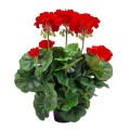 pelargonia_sztuczna_w_doniczce_20240204 (1).jpg