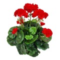 pelargonia_sztuczna_w_doniczce_20240204 (2).jpg