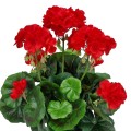 pelargonia_sztuczna_w_doniczce_20240204 (3).jpg