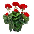 pelargonia_sztuczna_w_doniczce_20240204 (4).jpg