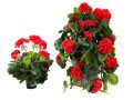 pelargonia-czerwona-zwis-ISM-1d.jpg