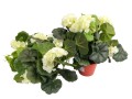 pelargonia_sztuczna_w_doniczce_20240204c (5).jpg