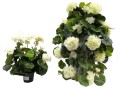 pelargonia_sztuczna_w_doniczce_20240204c (6).jpg